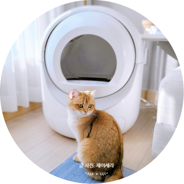 크기가 커서 더 만족스러운 코코시루 퓨어 스마트 고양이 자동화장실 실 사용기