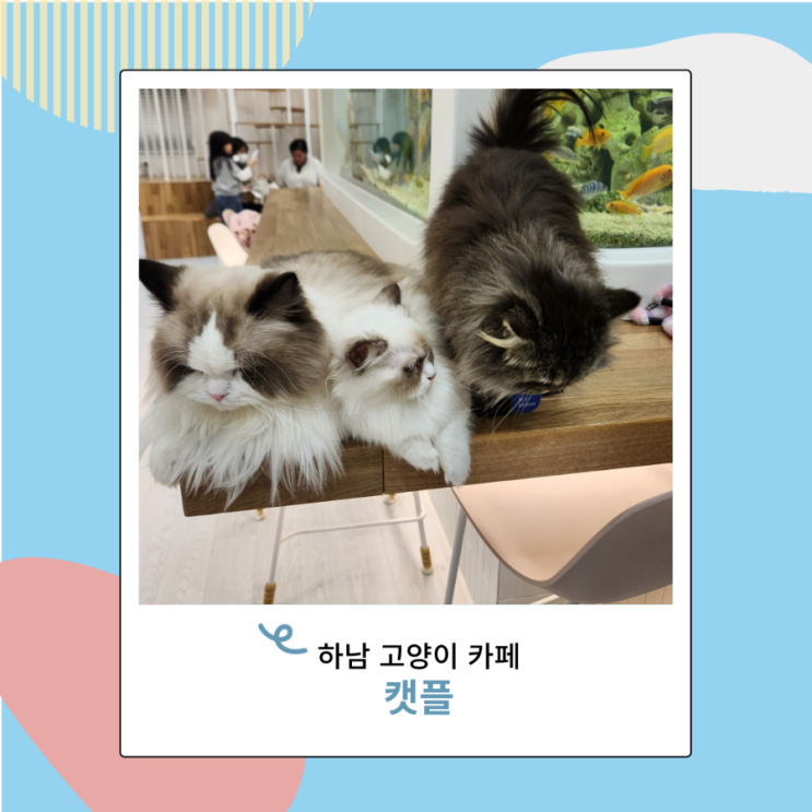 고양이카페 하남 캣플 테마파크 렉돌 브리티쉬롱헤어 고양이카페 하남 캣플 테마파크 렉돌 브리티쉬롱헤어