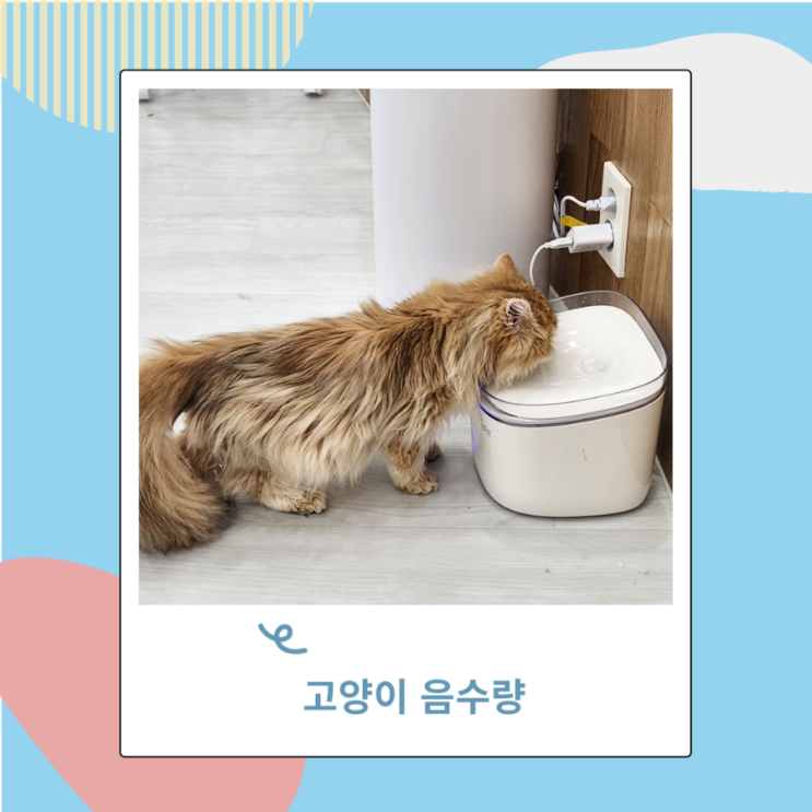 고양이 음수량 계산 반려묘 물 수돗물로 채워도 되나? 고양이 음수량 계산 반려묘 물 수돗물로 채워도 되나?