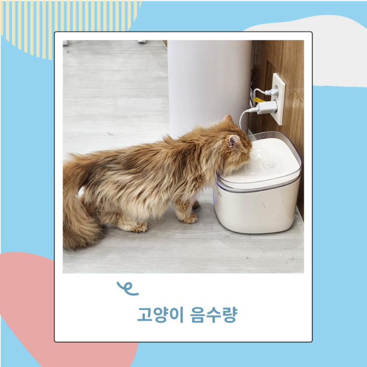 고양이 음수량 계산 반려묘 물 수돗물로 채워도 되나?