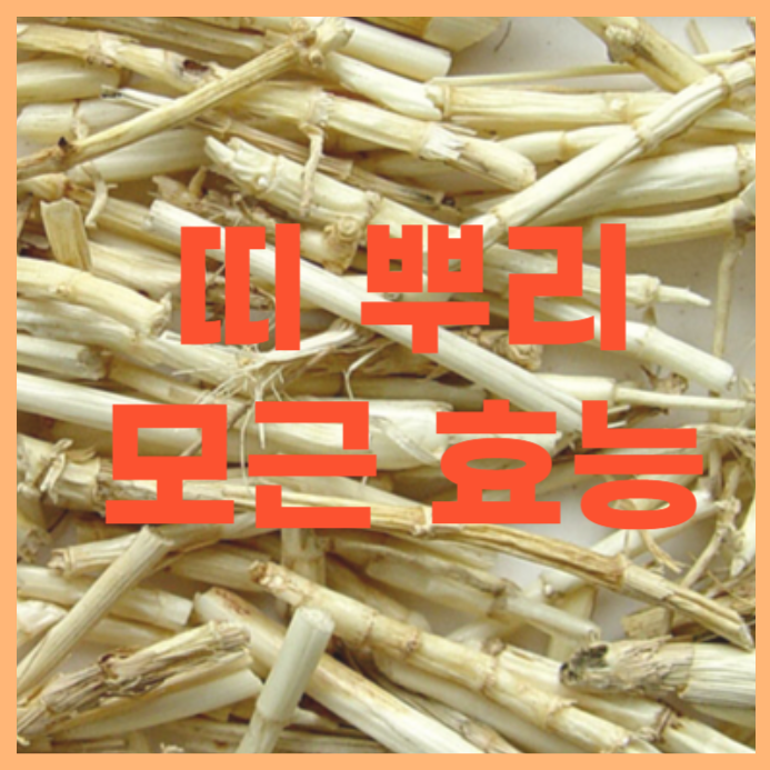  띠(삐비, 삘기)뿌리 모근(백모근, 띠뿌리)의 효능