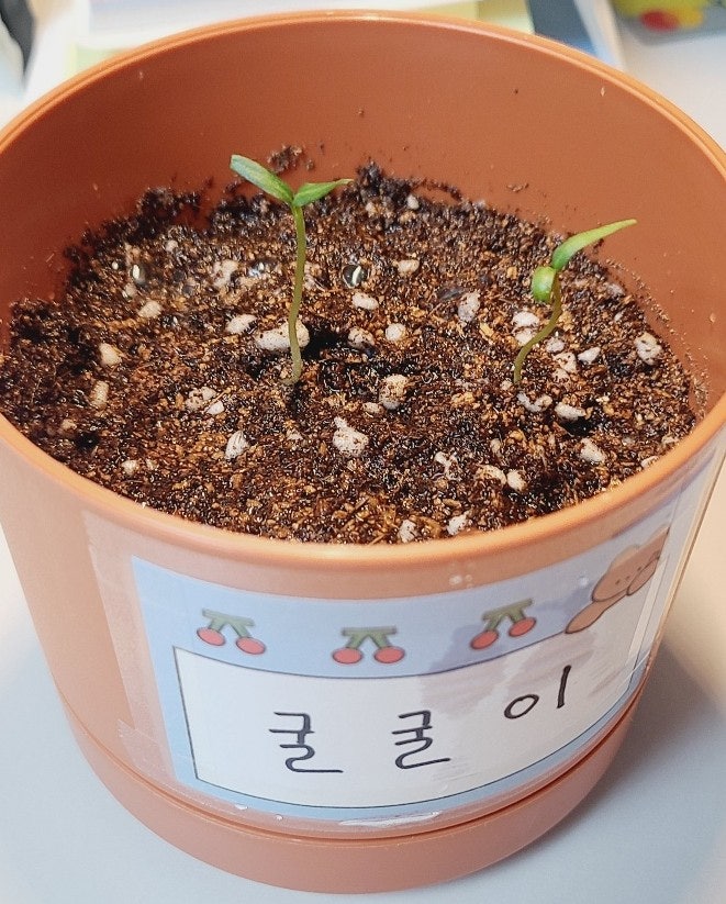  애지중지 키우던 굴굴이가 무지개다리를 건넜다ㅠ
