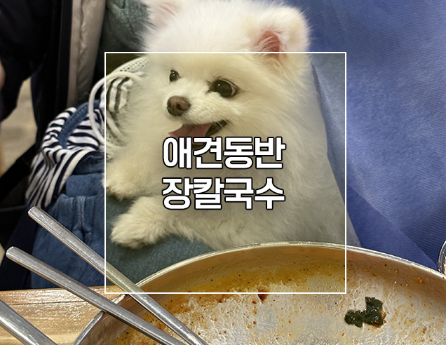 강릉 세인트존스호텔 근처 찐맛집 애견동반가능 최씨장칼국수