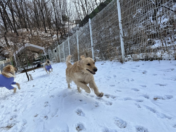  분당강아지유치원:) 라드독