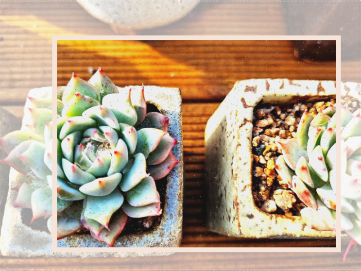레몬밤 효능 중요한 자료 6가지 이상 찾아보기