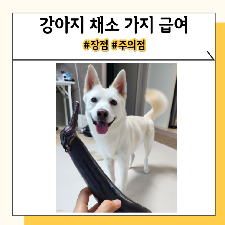 강아지 가지 껍질 생가지 먹었을 때 장점과 주의점 강아지 가지 껍질 생가지 먹었을 때 장점과 주의점