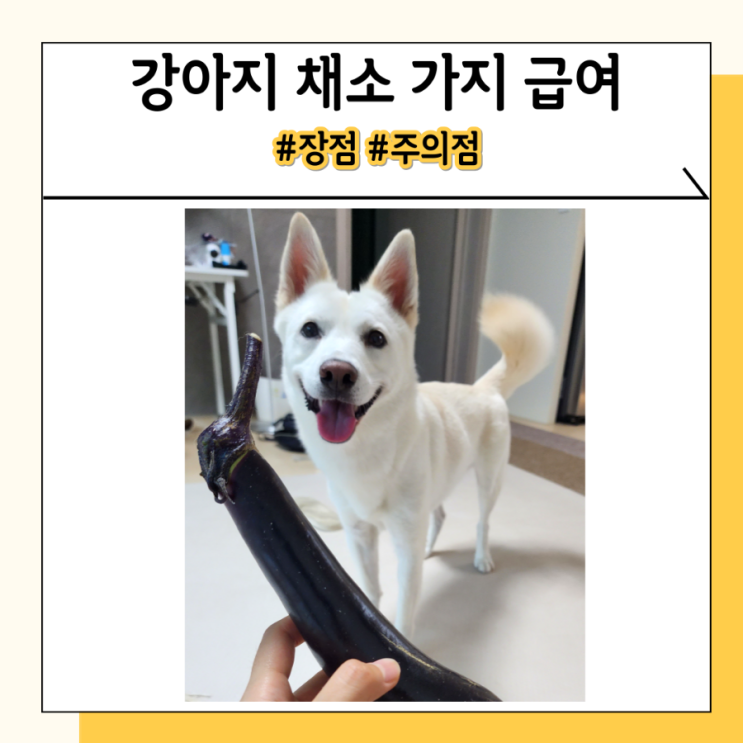 강아지 가지 껍질 생가지 먹었을 때 장점과 주의점