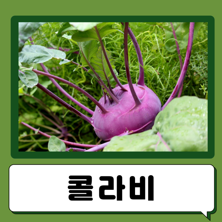  콜라비 효능 부작용 칼로리 먹는법 콜라비즙 콜라비차