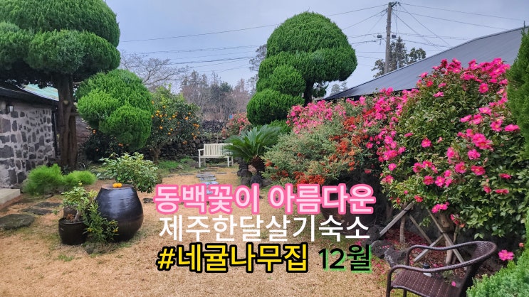 동백꽃과 귤나무가 아름다운12월, 겨울 제주한달살기숙소추천 동백꽃과 귤나무가 아름다운12월, 겨울 제주한달살기숙소추천