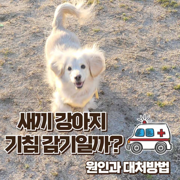  새끼 강아지 기침 감기가 아닐 수도 있어요!