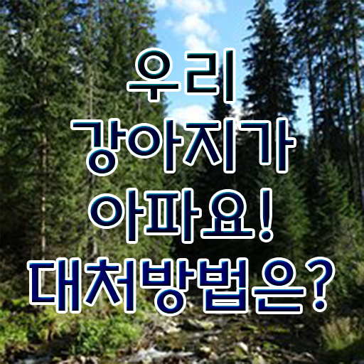  강아지열날때 대처법 알려드립니다 ?