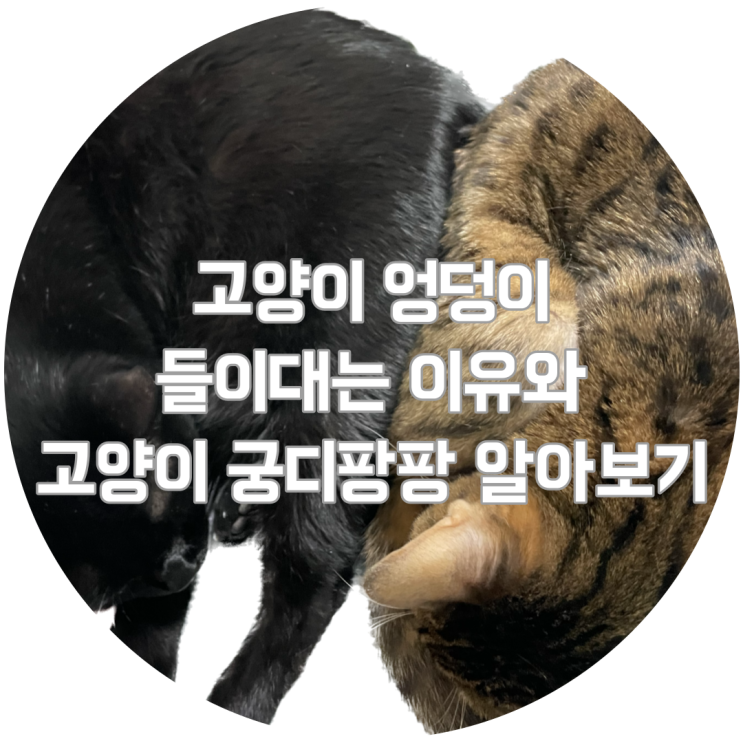  고양이 엉덩이 들이대는 이유, 고양이 궁디팡팡 알아보기