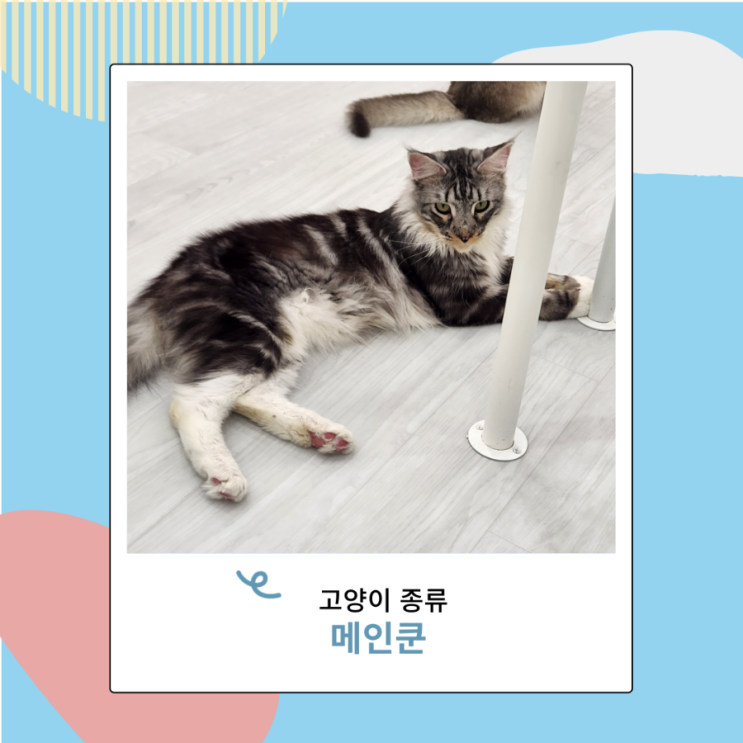 대형묘 고양이 종류 메인쿤 개냥이 성격 특징 대형묘 고양이 종류 메인쿤 개냥이 성격 특징