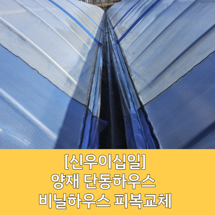  [화성 비닐하우스] 월동준비 깨끗한 피복비닐 교체 / 비닐하우스 피복교체 / 비닐하우스 차광막 피복 교체 / 차광막 교체 / 비닐 교체 / 월동 피복 교체 완료