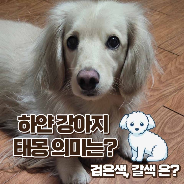  하얀 강아지 태몽 의미 검은색, 갈색 강아지는?