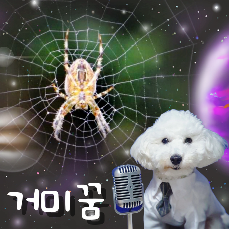 거미줄 작은거미 큰거미 나오는꿈 해몽은?