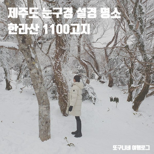  제주도 눈구경 한라산 1100고지 설경 명소 추천!
