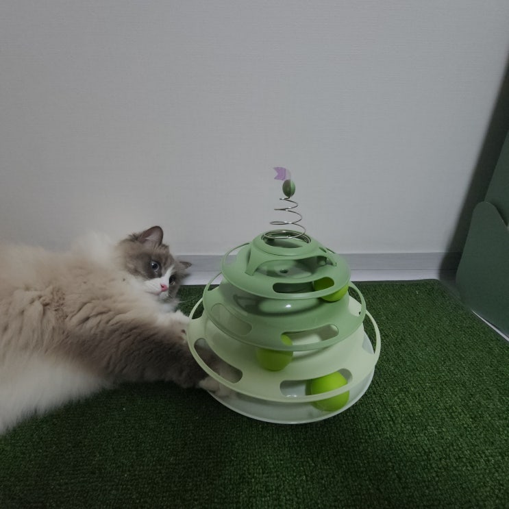  [고양이 장난감 추천 2탄] 탑 돌리기(?) 트랙 볼 (내돈내산)