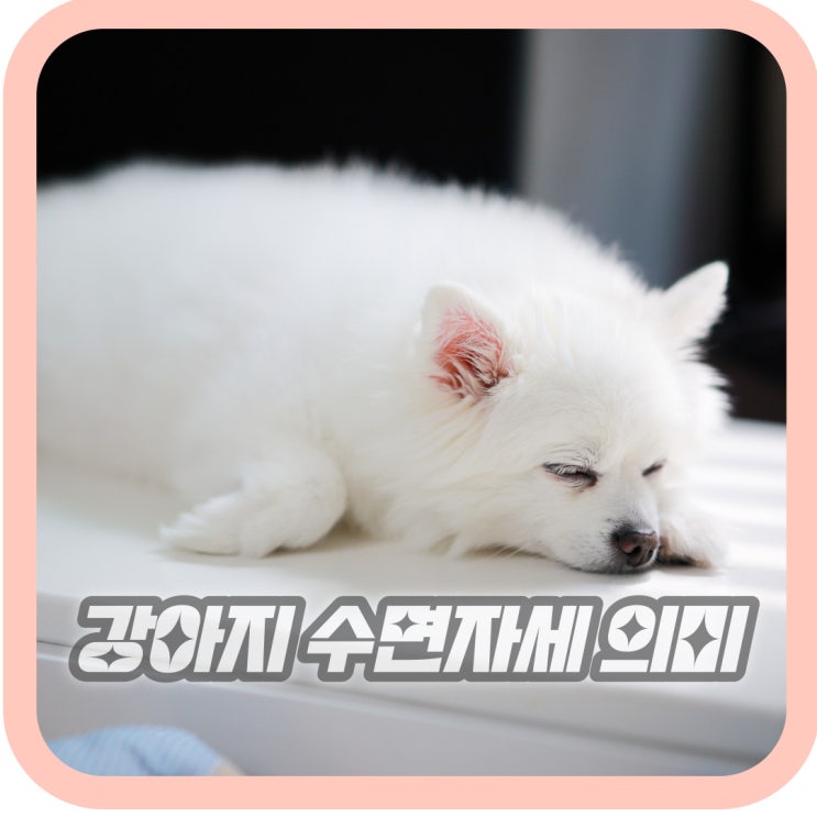  강아지 잠자는 자세 위치 수면자세 의미