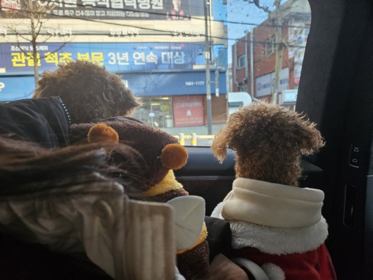  주말 강아진 산책하기 좋은 곳 양재천 성격이 완전 다른 두마리 푸들 산책시키기 1탄