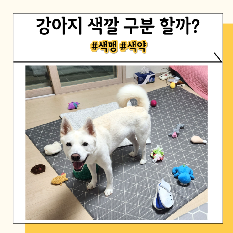 강아지 색깔 구분 가능? 색맹 오해 많지만 색약 강아지 색깔 구분 가능? 색맹 오해 많지만 색약