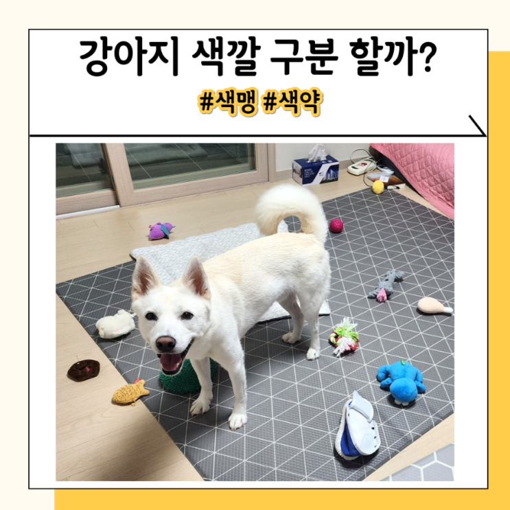 강아지 색깔 구분 가능? 색맹 오해 많지만 색약