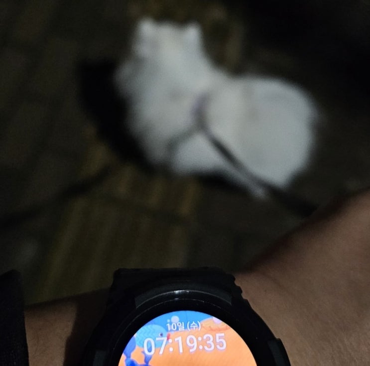  24년 1월 10일, 11일 산책 일기