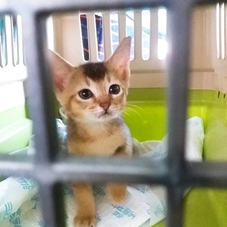  우리집 고양이 밤비, 아비시니안 성격과 사진 대방출
