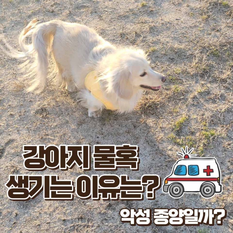  강아지 물혹 생기는 이유 악성종양일 수도 있을까?