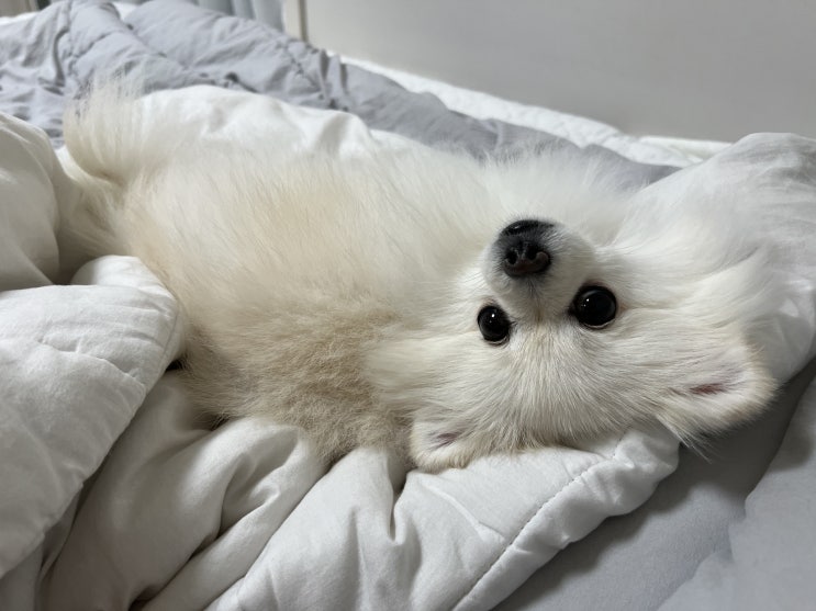  이콩이의 야간산책일기