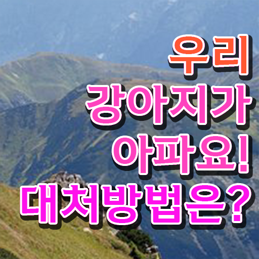  강아지열날때 대처법 이건 꼭 봐야해요 ?