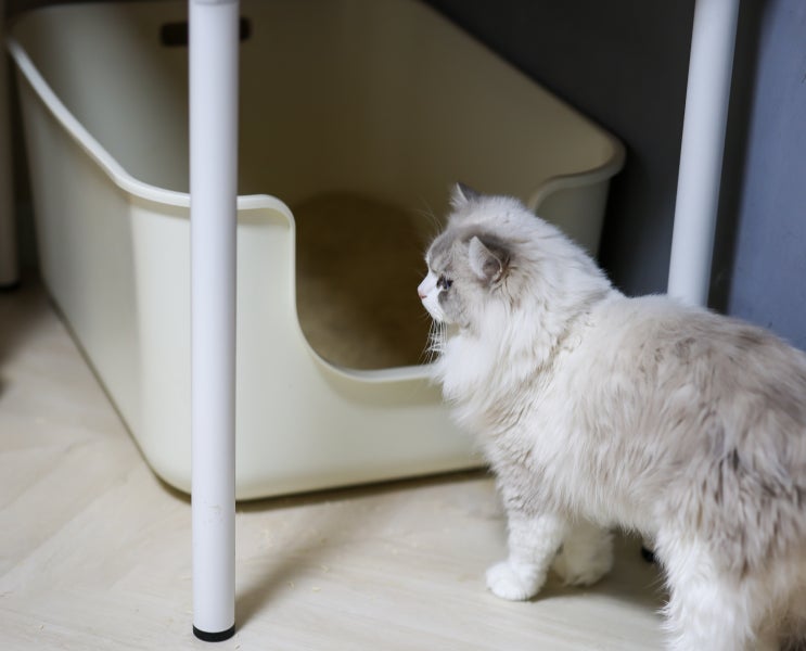 고양이 화장실 청소 방법 전체갈이 관리 주기, 락스 사용하면 안되는 이유