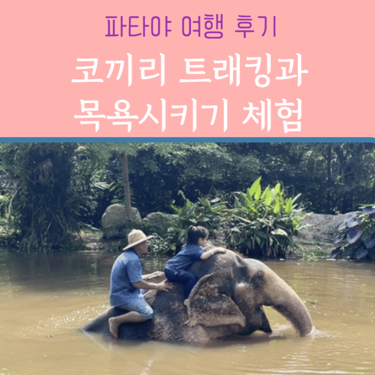  파타야코끼리 체험 :: 몽창카페 목욕시키기기, 트래킹이 가능한 곳