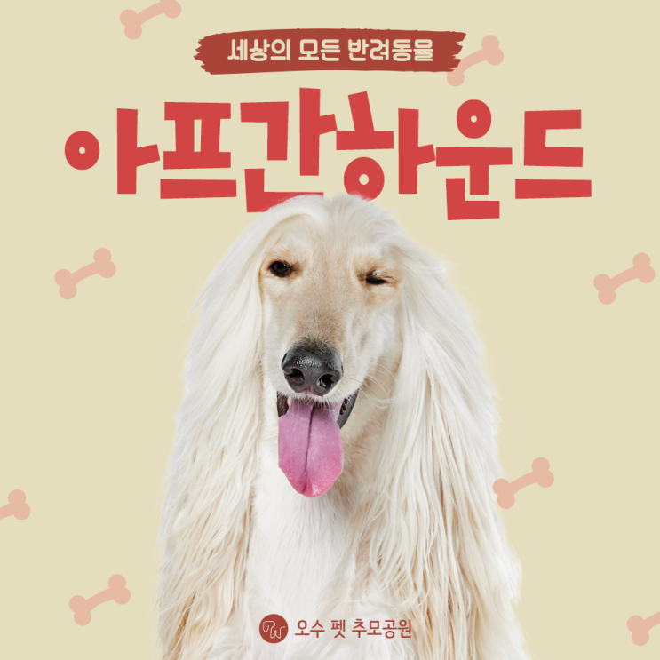  아프간하운드 특징 성격 외모 알려드려요