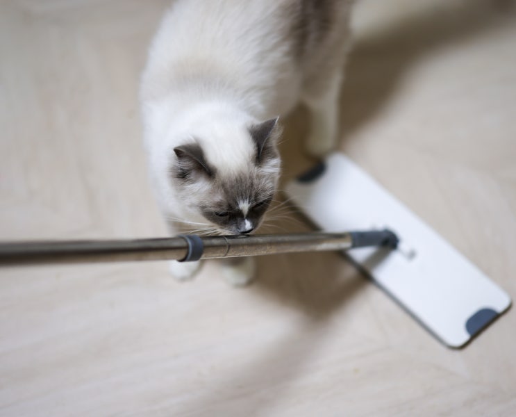  고양이 락스 냄새 좋아하는 이유, 표백제 중독 증상