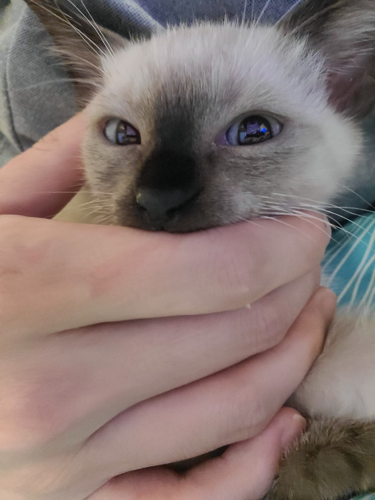  [브렘보,G70,스토닉] 남의 집 고양이