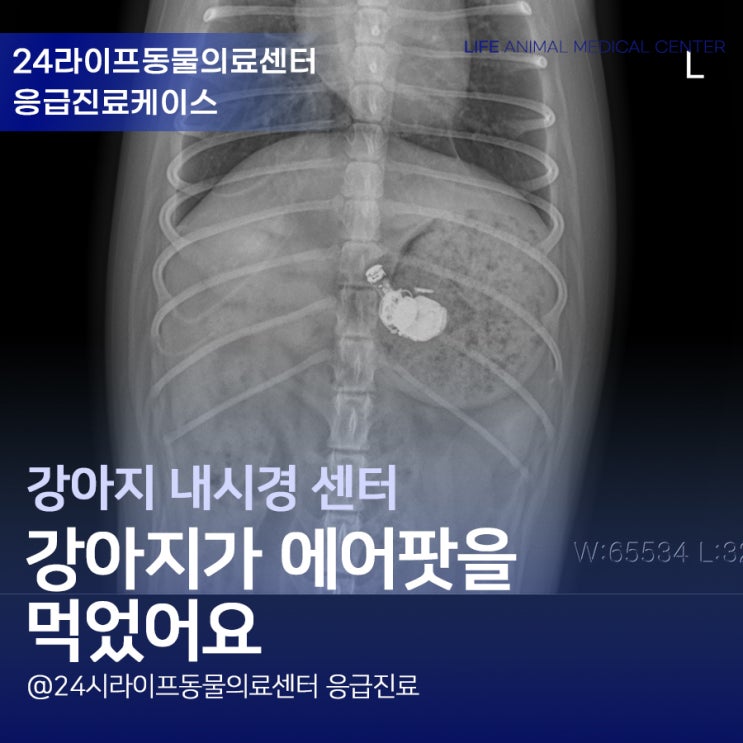 강아지가 에어팟을 먹었어요! 대구강아지내시경 : 24시라이프동물의료센터