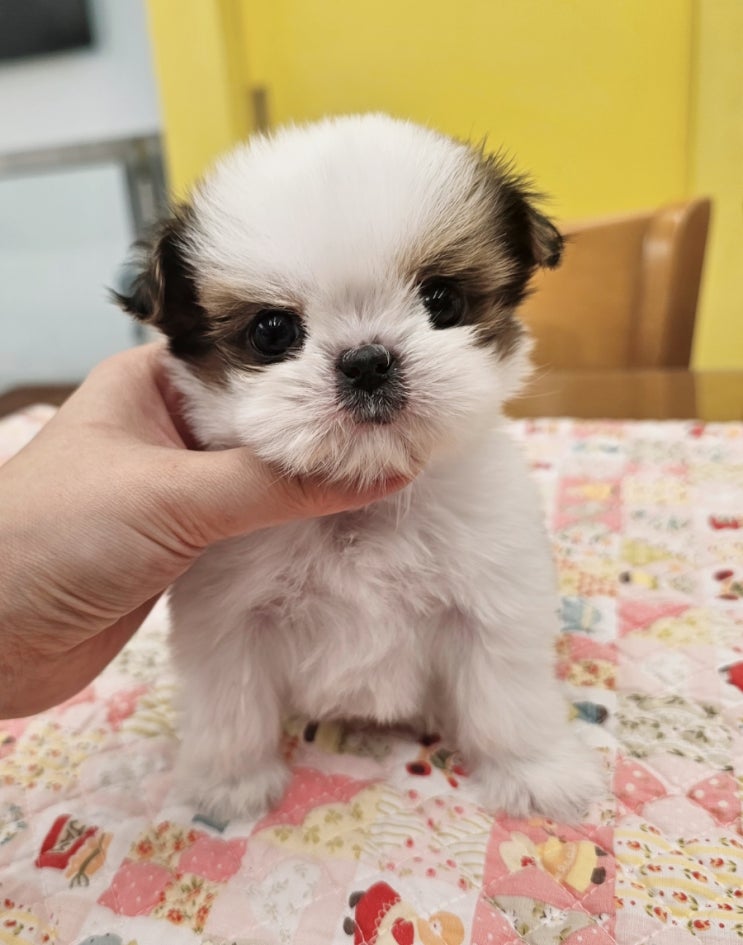  은평구강아지 시츄분양전문