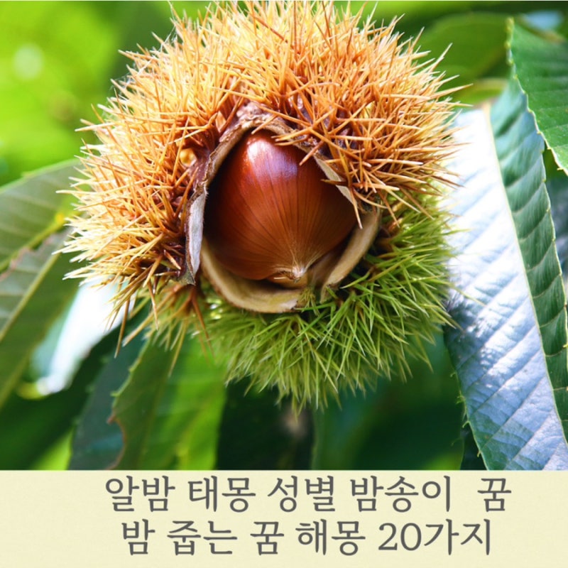 밤 줍는 꿈 20가지 해몽 성별 알밤 밤송이 밤 꿈 태몽