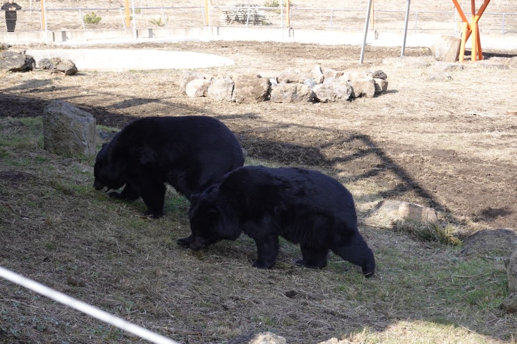 [쏠쏠][여기]제주로 이사 온 반달가슴곰 만나러 가볼까요? 서귀포시 자연생태공원 1월 13일 무료 개방