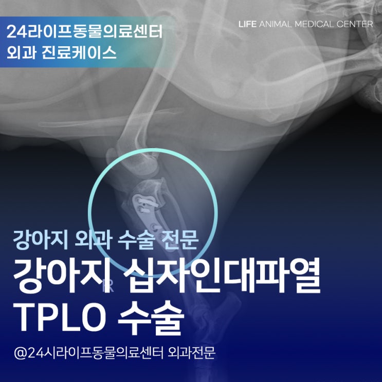 강아지가 다리를 절어요 / 강아지 십자인대파열 : 강아지 TPLO수술 강아지가 다리를 절어요 / 강아지 십자인대파열 : 강아지 TPLO수술