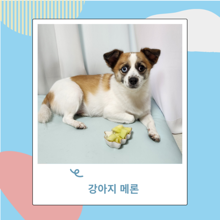 강아지 과일 메론 멜론 급여시 알러지 주의 강아지 과일 메론 멜론 급여시 알러지 주의