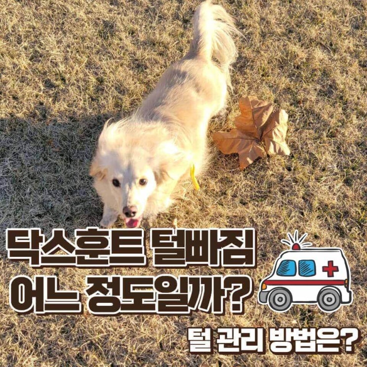  닥스훈트 털빠짐 어느 정도일까? 장모, 단모, 관리방법