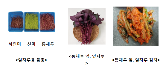 채소용 고구마 ‘통채루’ 이렇게 재배하세요 채소용 고구마 ‘통채루’ 이렇게 재배하세요