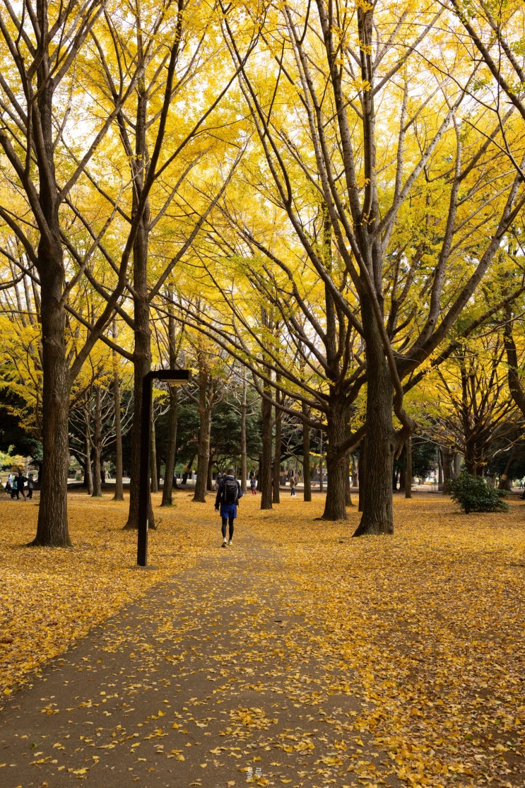 [일본] 도쿄 자유여행 가볼 만한 곳 요요기 공원