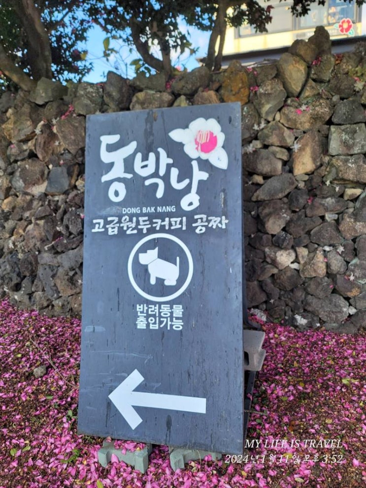  겨울제주가볼만한곳 동백꽃명소 동박낭 인생샷!