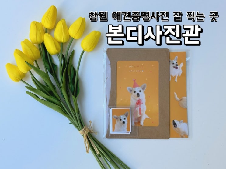  [경남 창원] 애견증명사진 잘찍는곳 추천 본디사진관