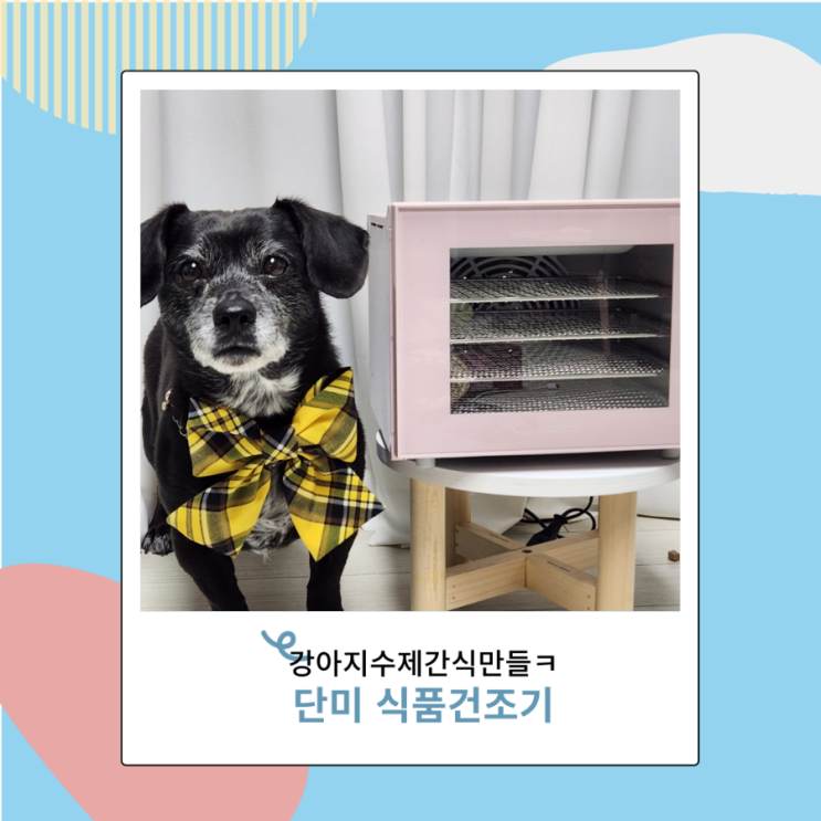 강아지 수제간식만들기 단미 식품건조기 닭가슴살 닭발 고구마말랭이까지 완벽 강아지 수제간식만들기 단미 식품건조기 닭가슴살 닭발 고구마말랭이까지 완벽