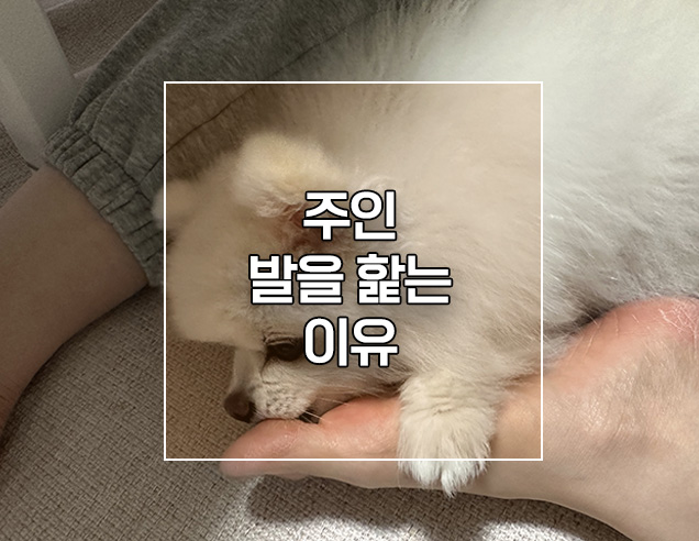  강아지가 주인 발을 핥는 이유