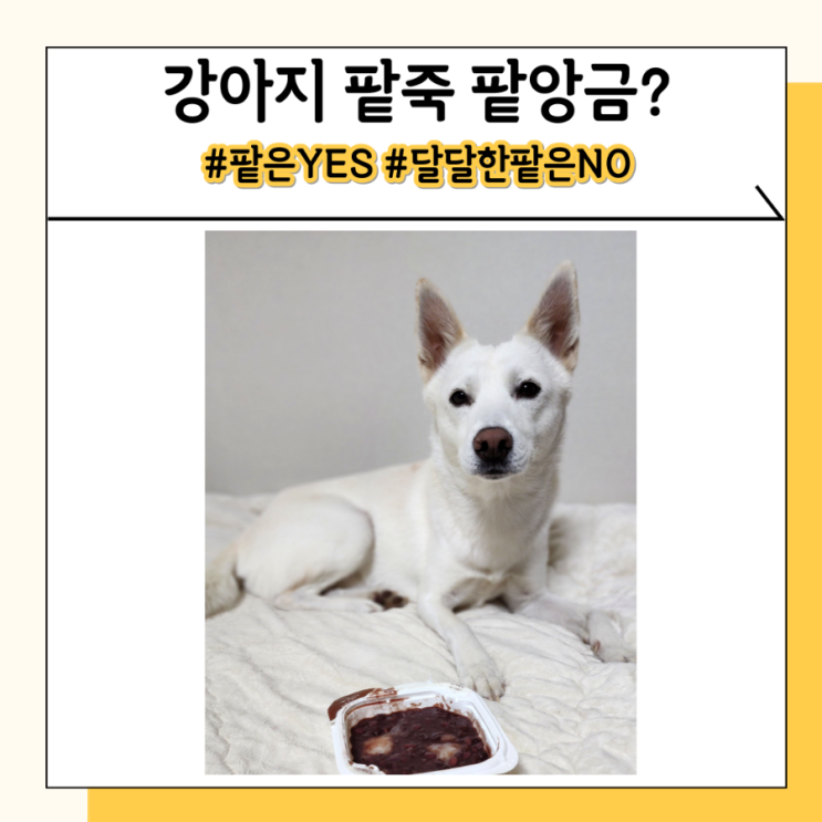 강아지 팥앙금 팥죽 먹어도 될까요? 팥은 괜찮나요? 강아지 팥앙금 팥죽 먹어도 될까요? 팥은 괜찮나요?